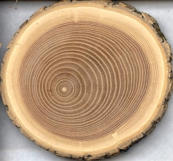 Фотография среза ствола дерева