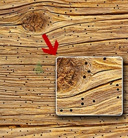Поврежденная насекомыми древесина